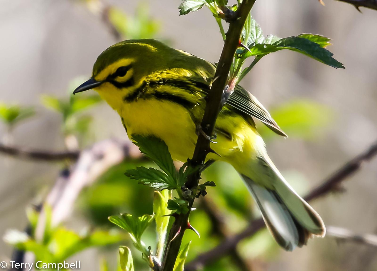 Prairie Warbler Photo by Terry Campbell