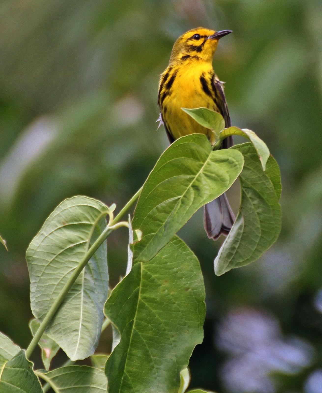 Prairie Warbler Photo by Andrew Theus