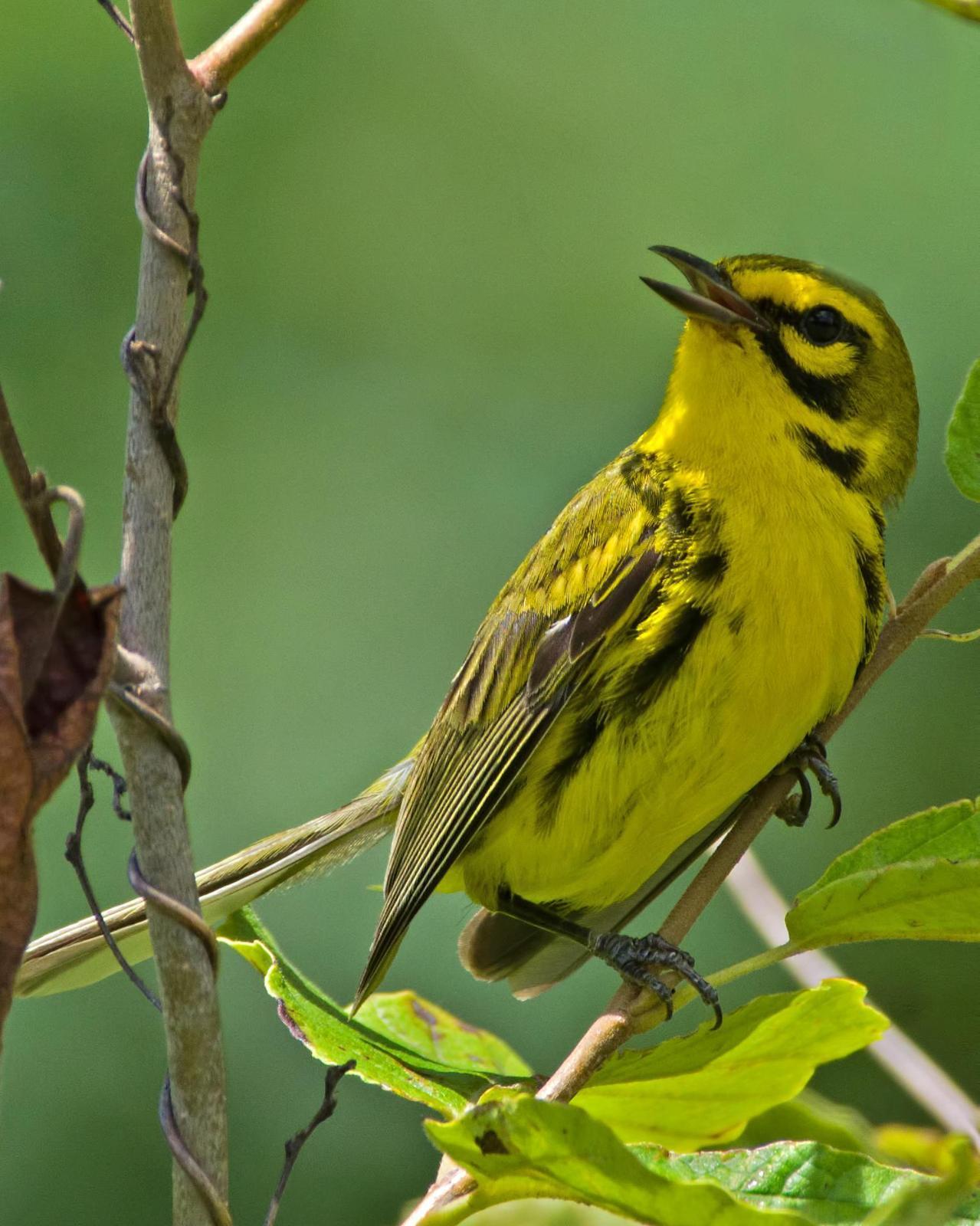 Prairie Warbler Photo by Rob Dickerson