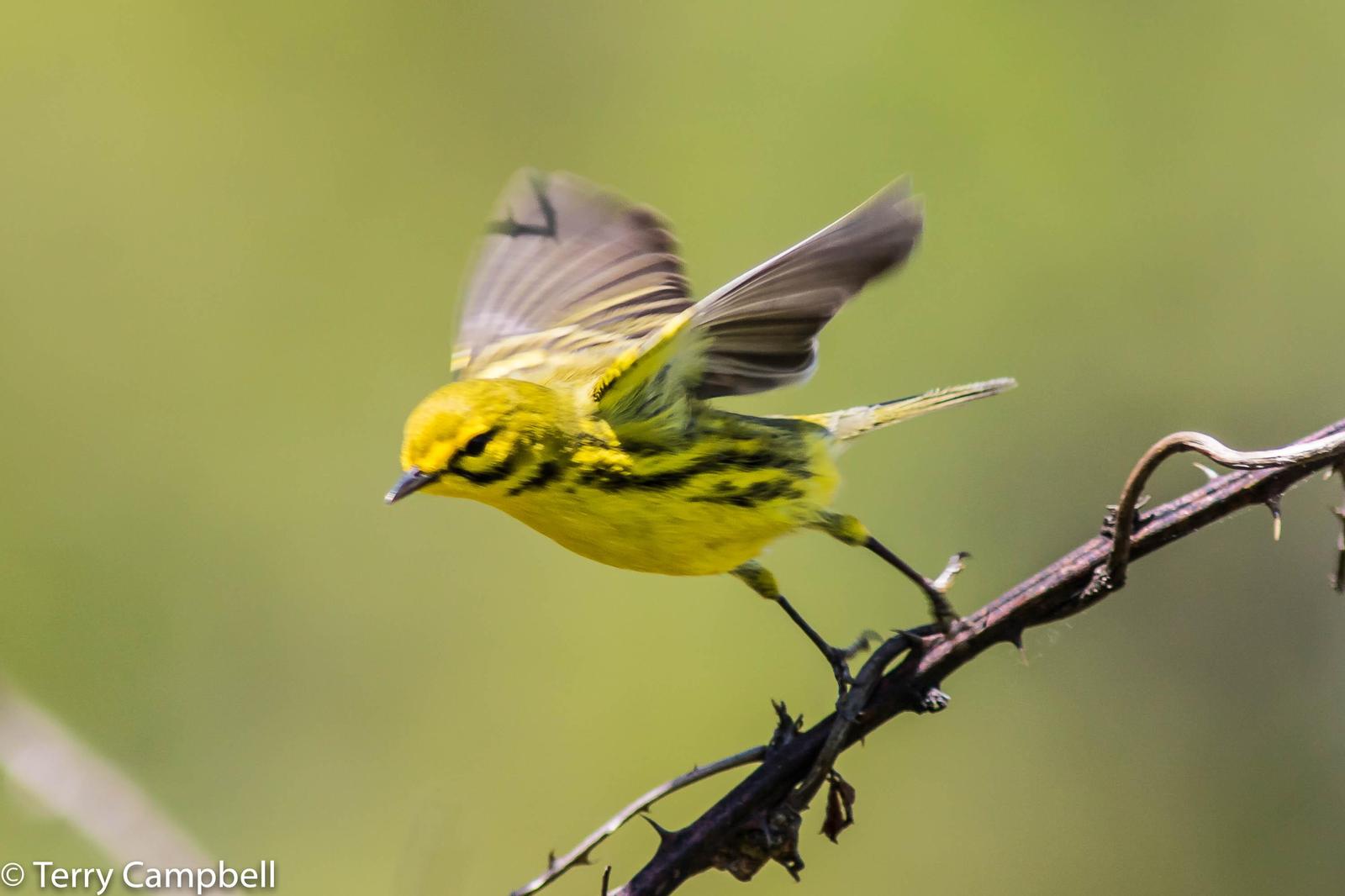 Prairie Warbler Photo by Terry Campbell