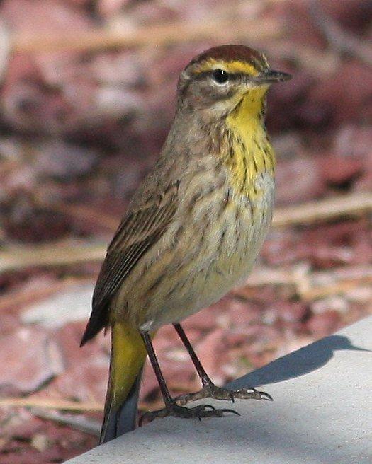Palm Warbler Photo by Andrew Core
