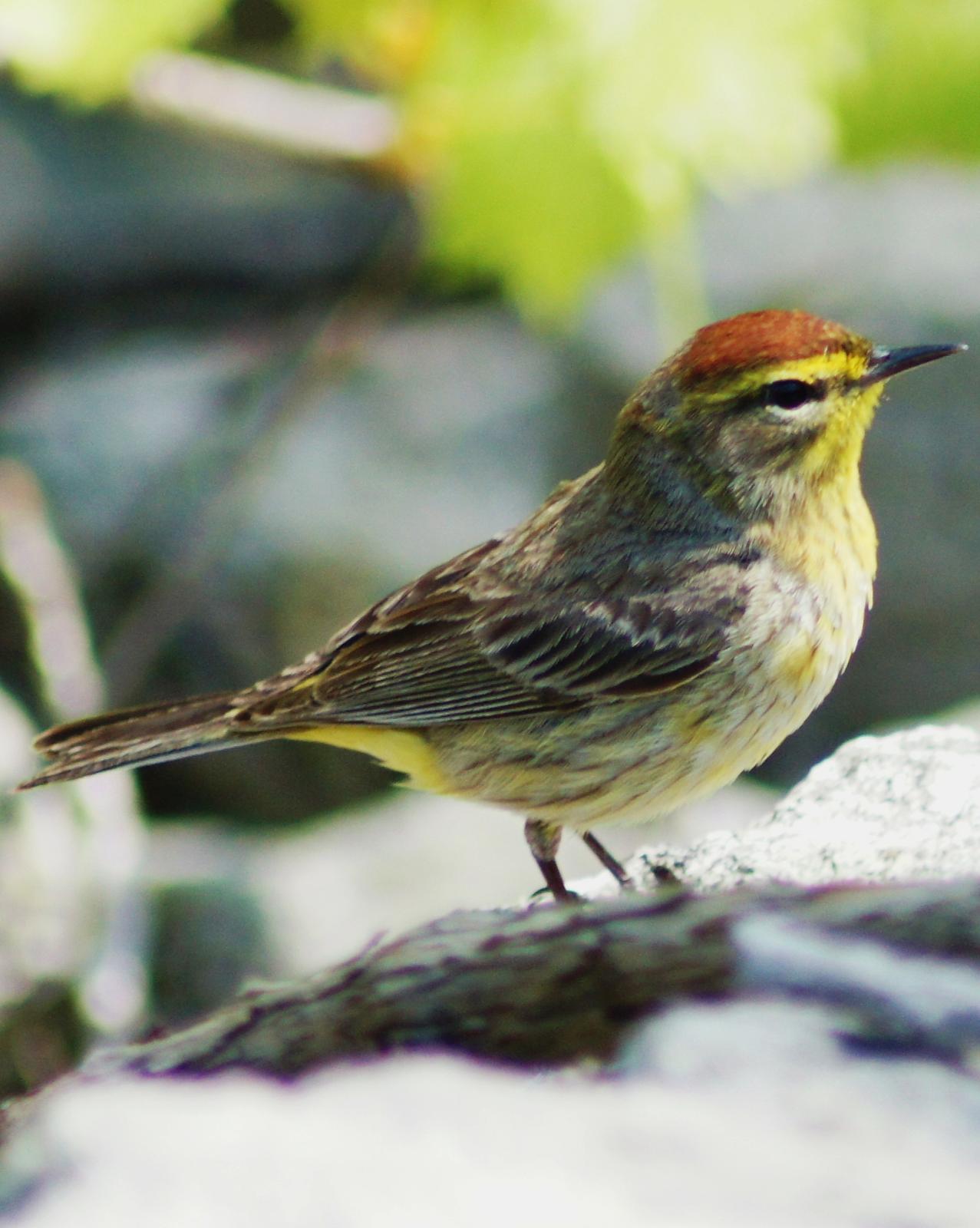 Palm Warbler Photo by Nathan DeBruine