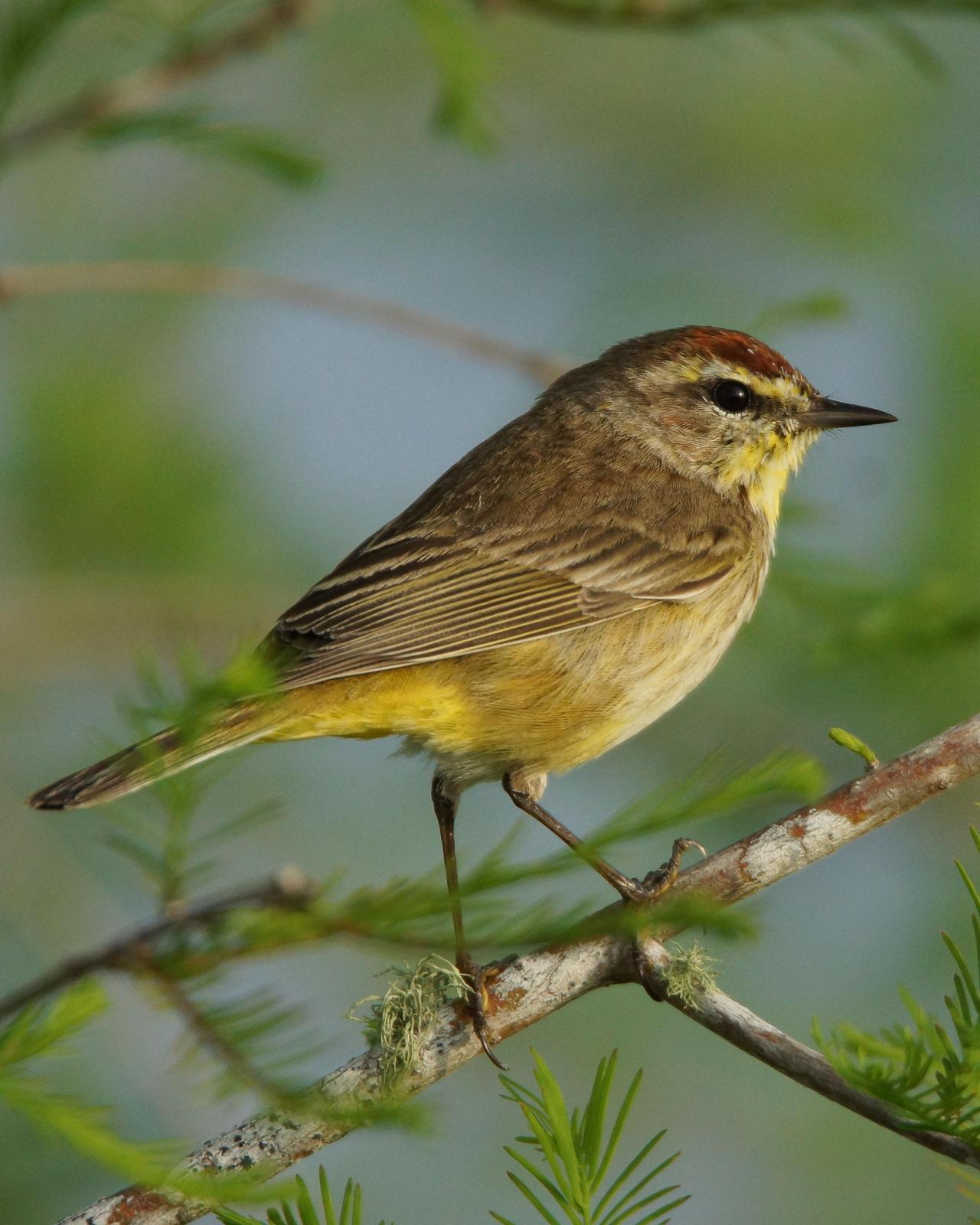 Palm Warbler Photo by Steve Percival