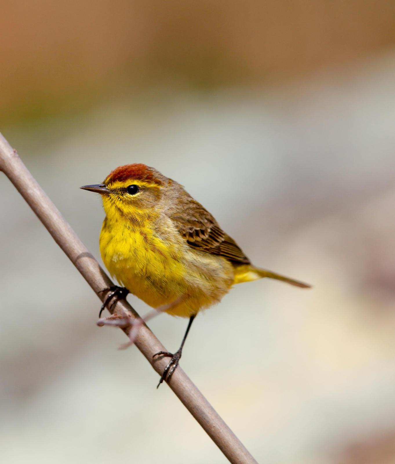 Palm Warbler Photo by Lucy Wightman