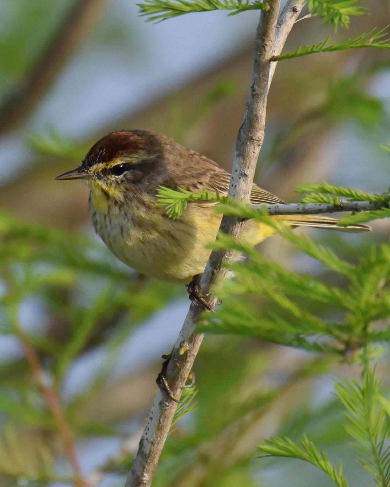 Palm Warbler Photo by Emily Percival