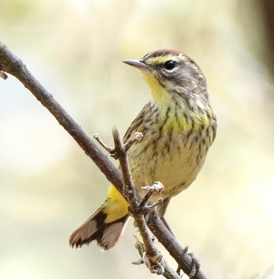 Palm Warbler (Western) Photo by Steven Mlodinow