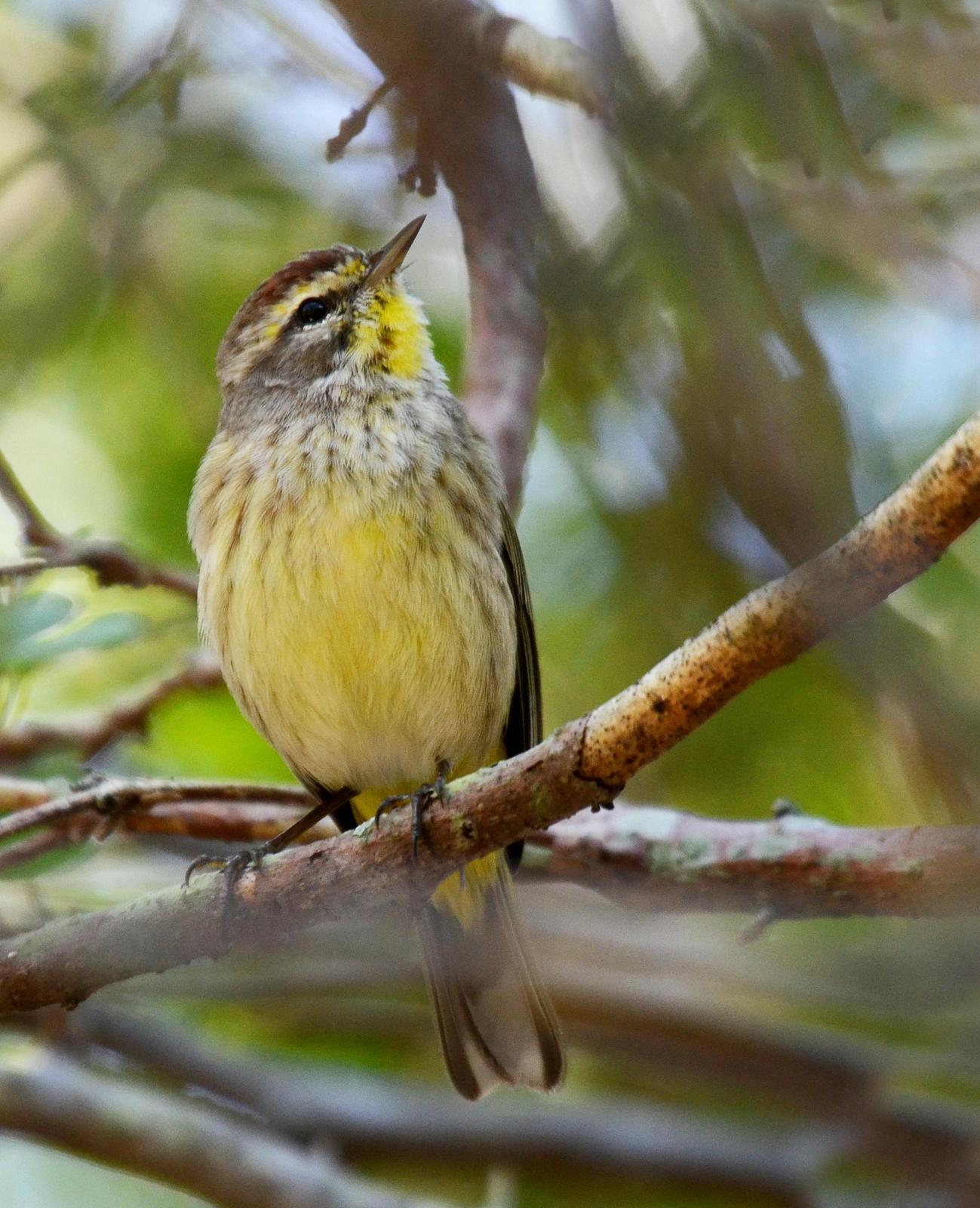Palm Warbler (Western) Photo by Steven Mlodinow