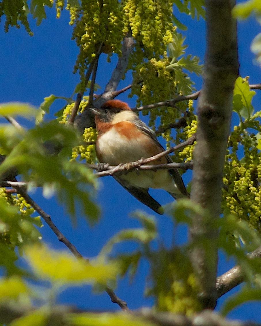 Bay-breasted Warbler Photo by Gerald Hoekstra