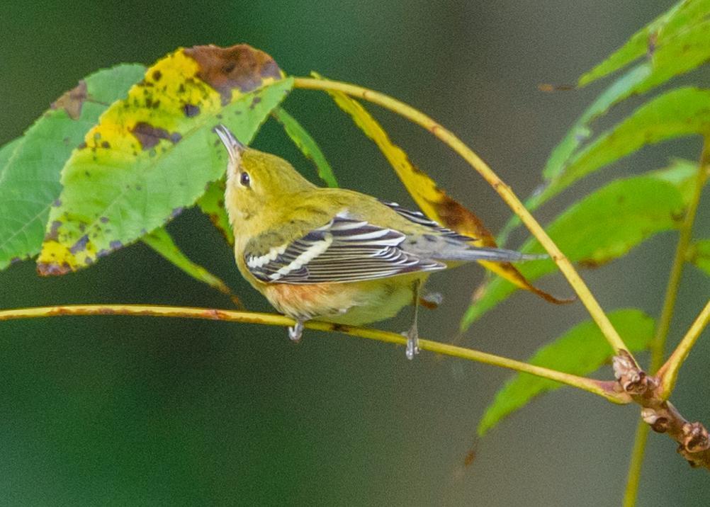 Bay-breasted Warbler Photo by Keshava Mysore