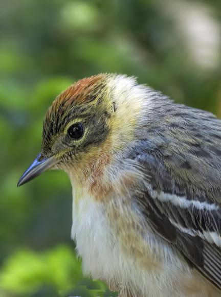 Bay-breasted Warbler Photo by Dan Tallman