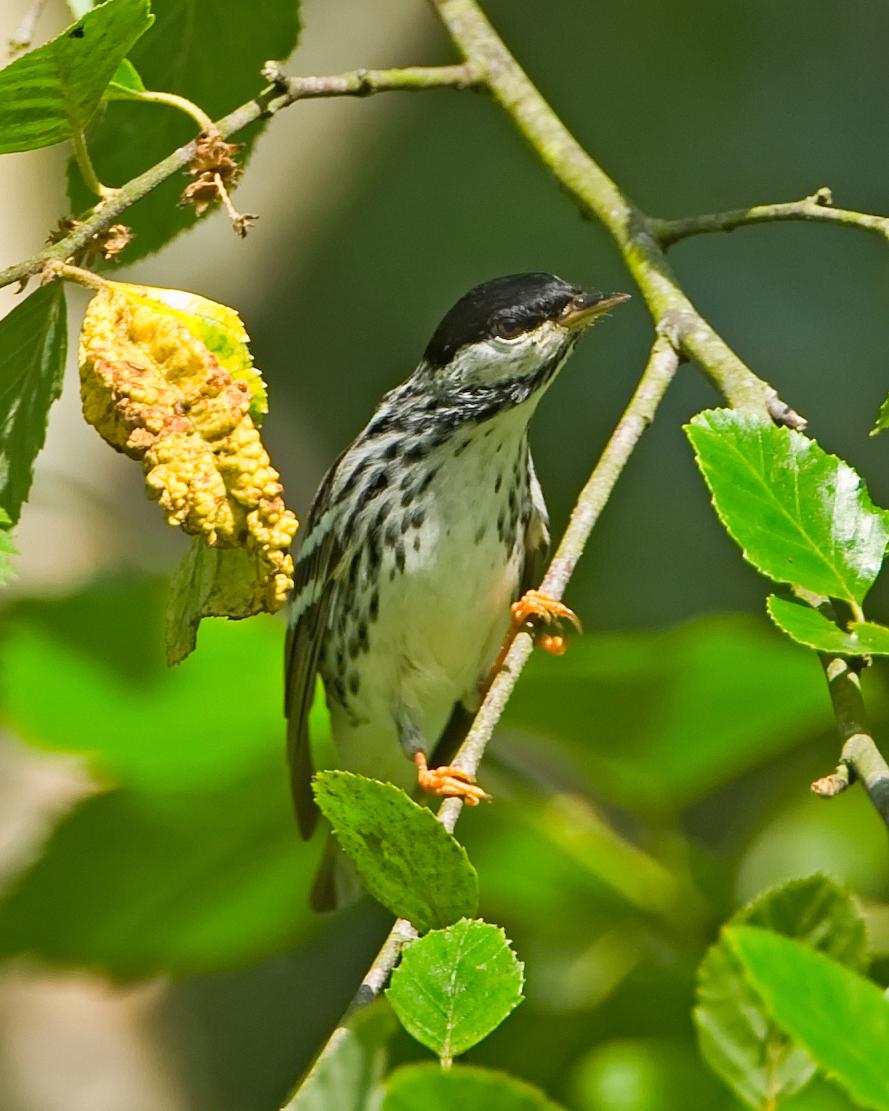 Blackpoll Warbler Photo by JC Knoll