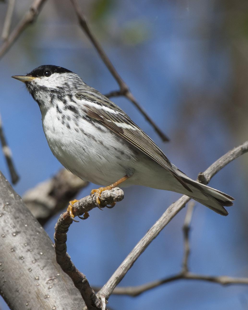 Blackpoll Warbler Photo by Jeff Moore