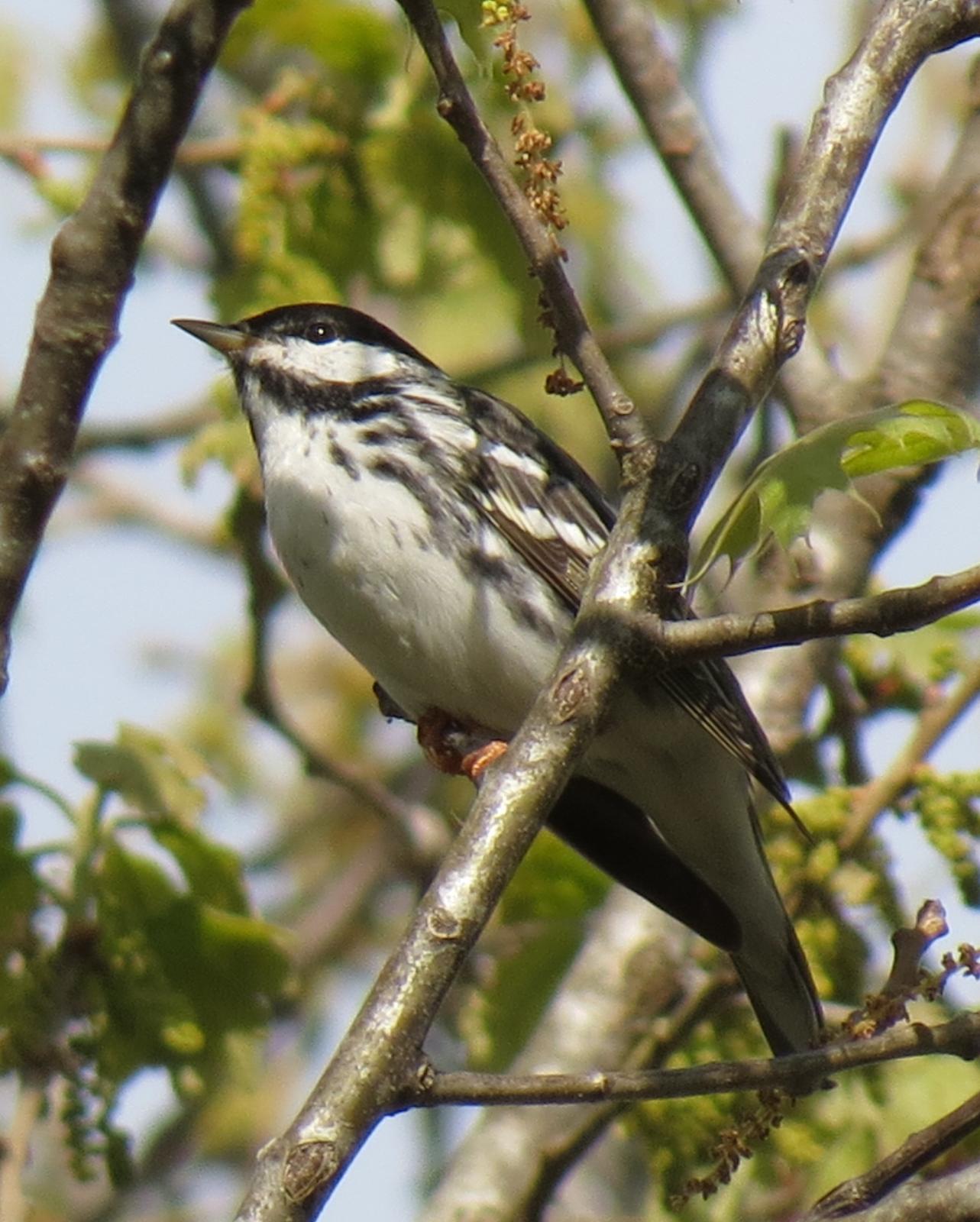 Blackpoll Warbler Photo by Andrew T. Kinslow