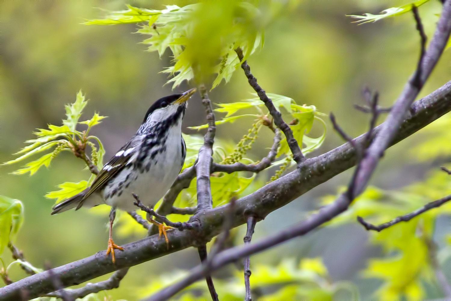 Blackpoll Warbler Photo by Rob Dickerson