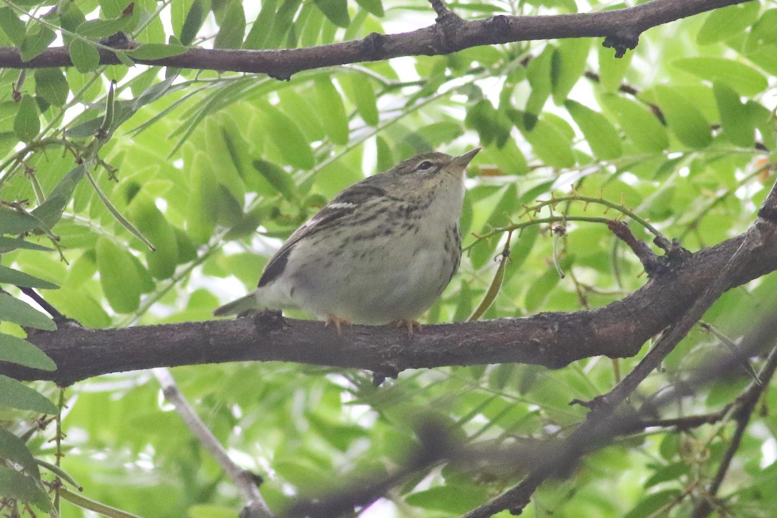 Blackpoll Warbler Photo by Tom Ford-Hutchinson
