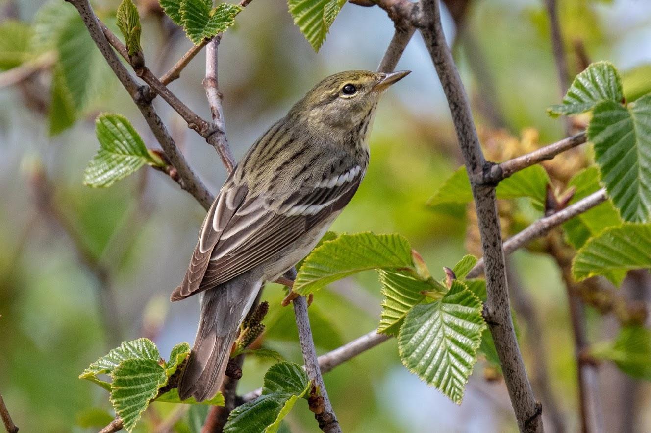Blackpoll Warbler Photo by Kate Persons