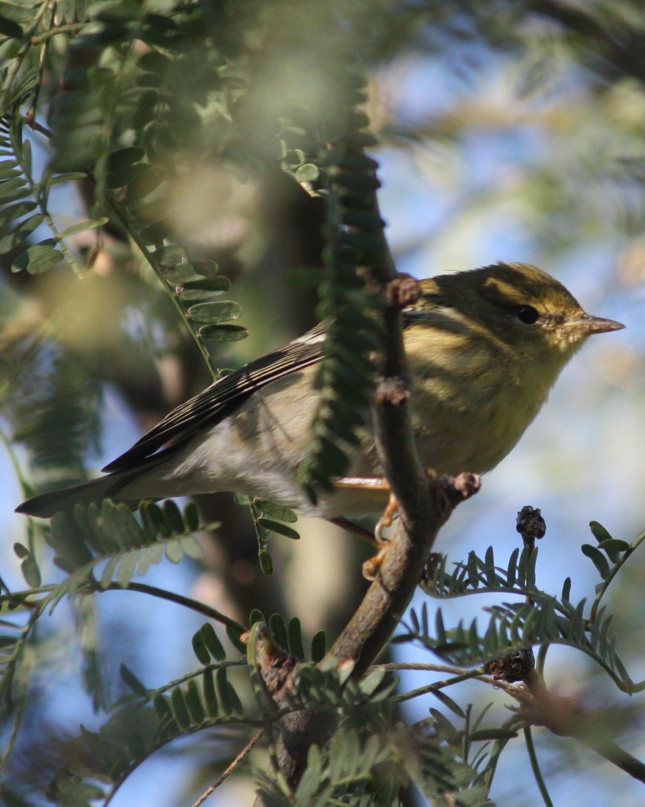 Blackpoll Warbler Photo by Andrew Core