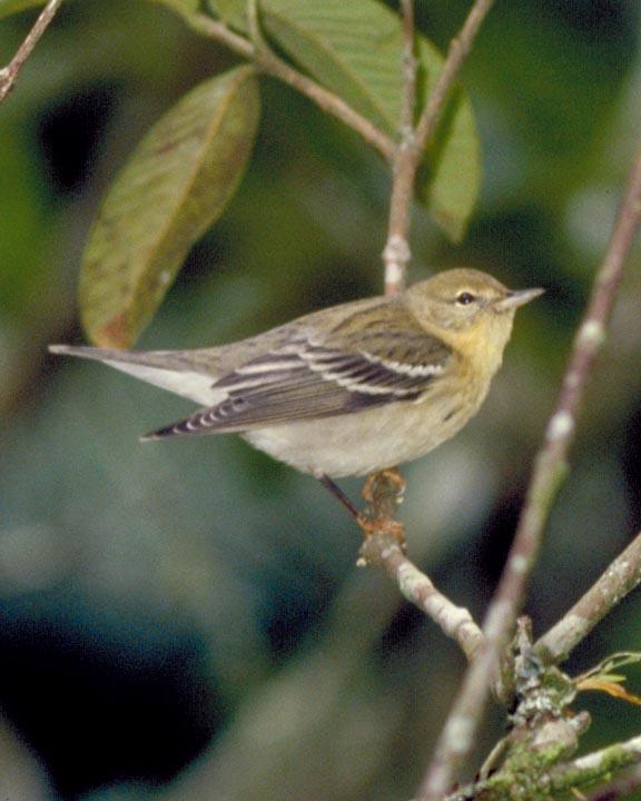 Blackpoll Warbler Photo by Peter Boesman