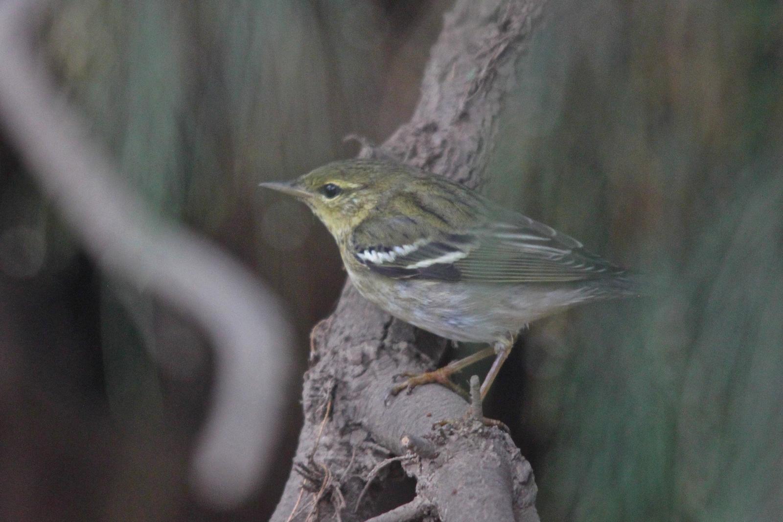 Blackpoll Warbler Photo by Tom Ford-Hutchinson