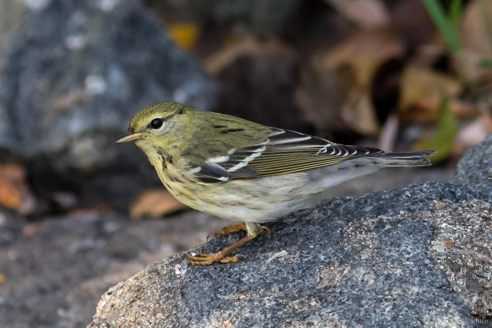 Blackpoll Warbler Photo by Jeff Bray