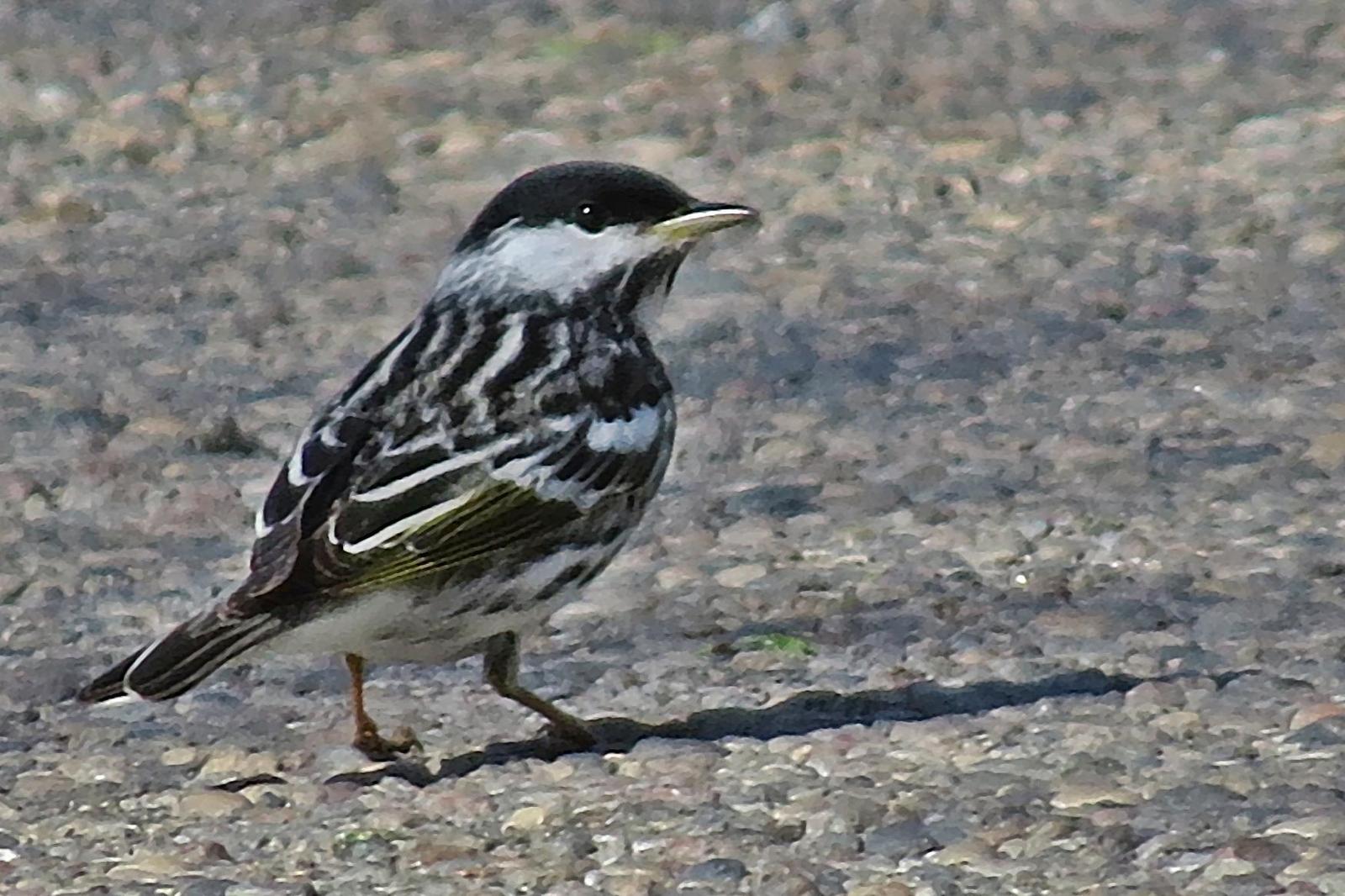 Blackpoll Warbler Photo by Enid Bachman