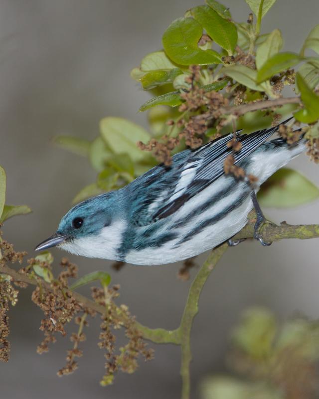 Cerulean Warbler Photo by Cody Conway