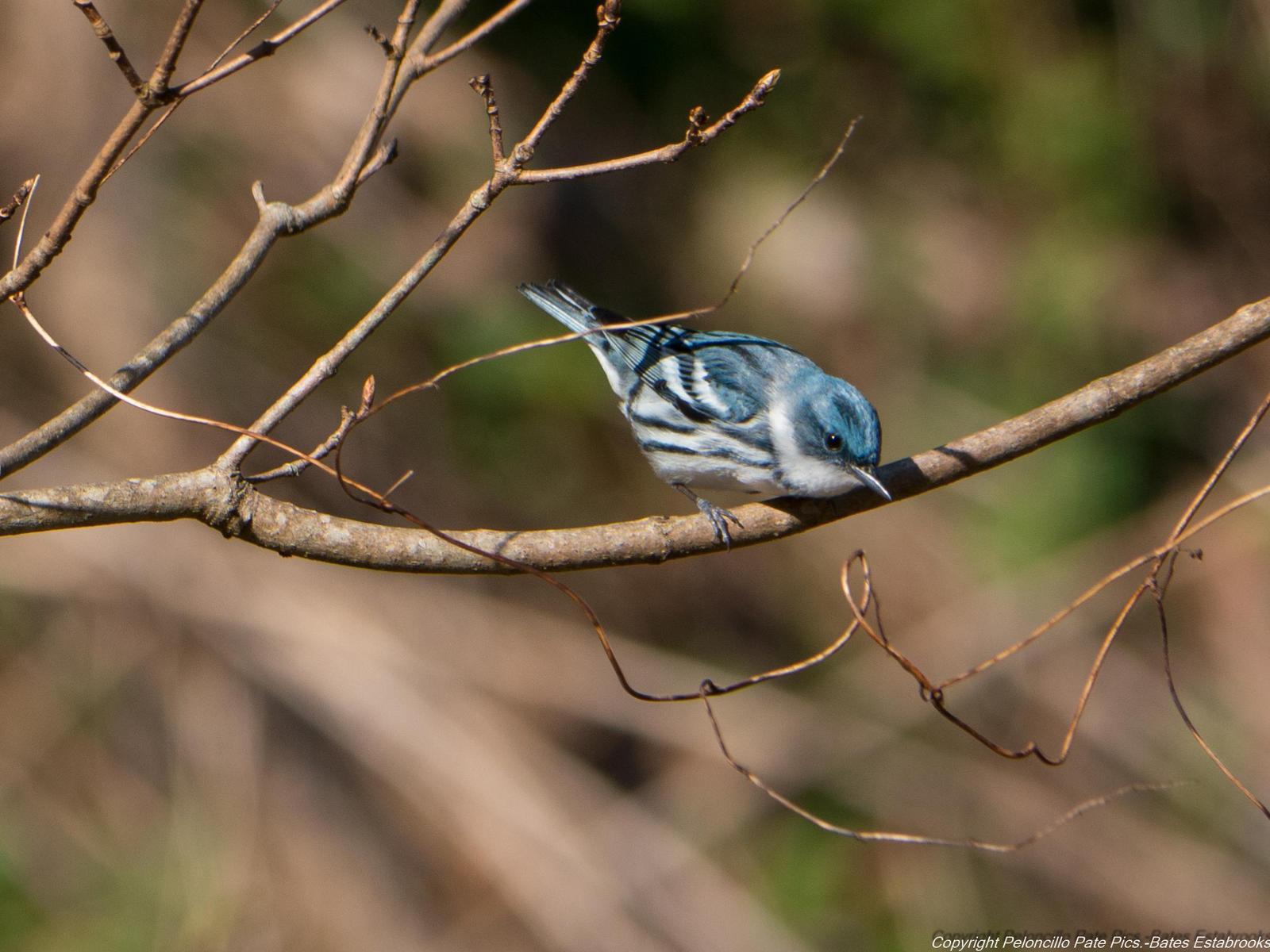 Cerulean Warbler Photo by Bates Estabrooks