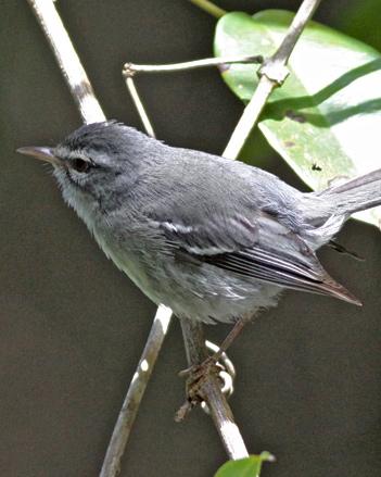Plumbeous Warbler Photo by Stephen Daly