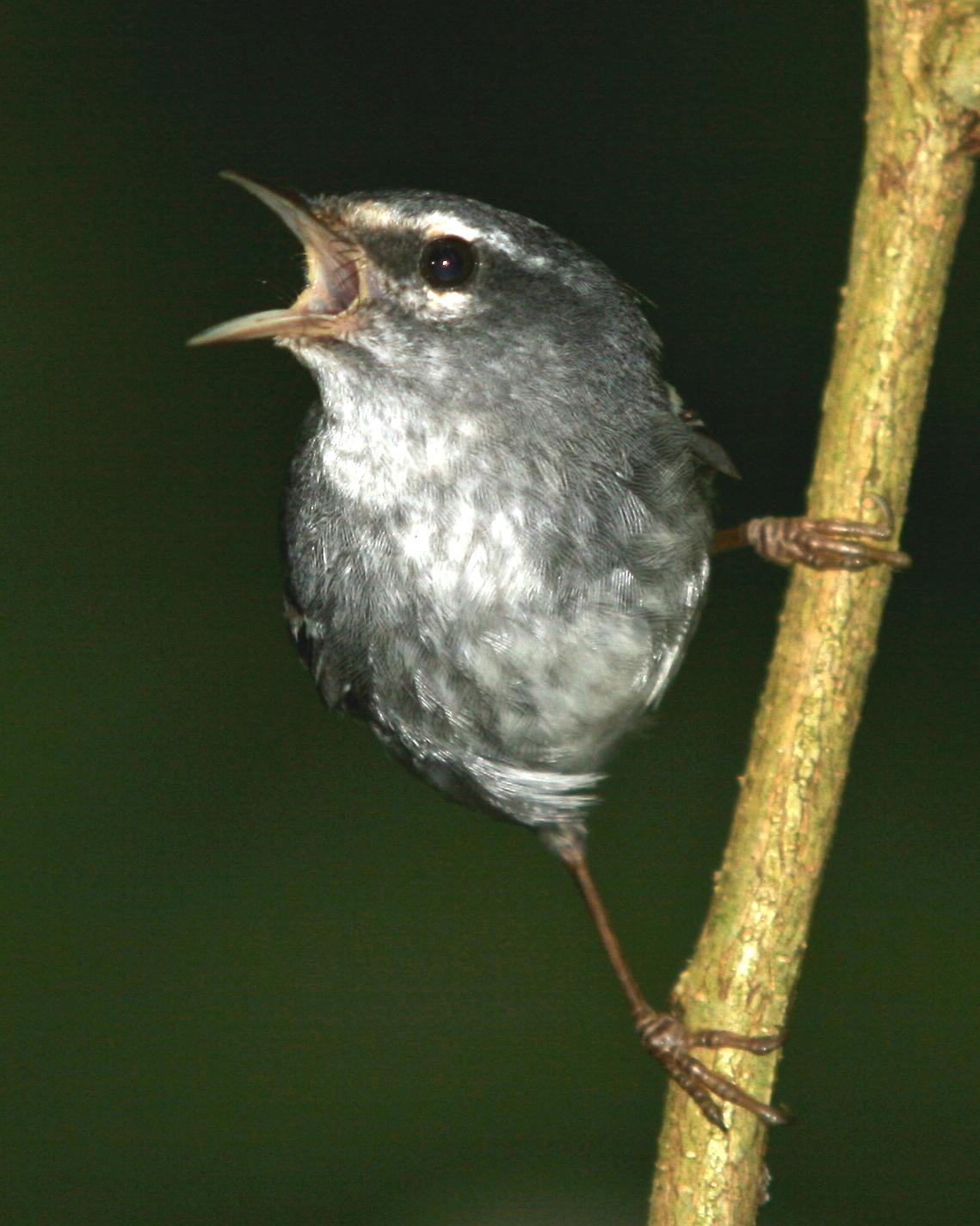 Plumbeous Warbler Photo by Anthony Levesque