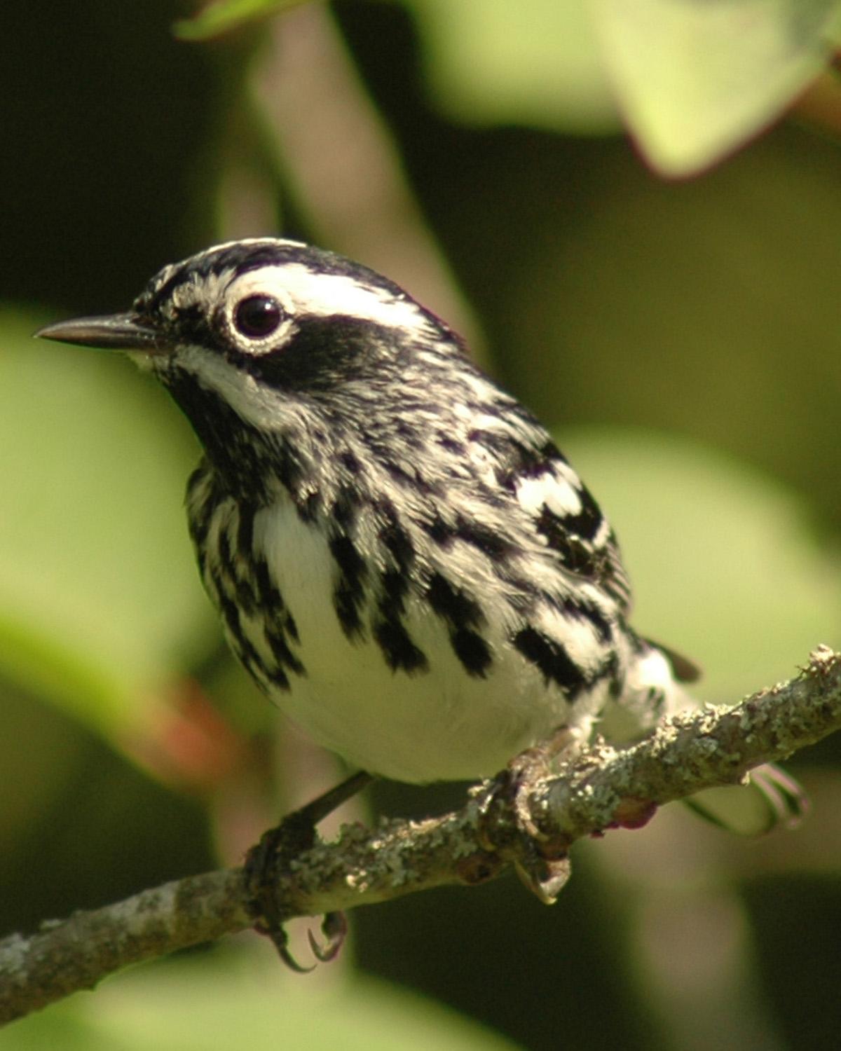 Black-and-white Warbler Photo by Magill Weber