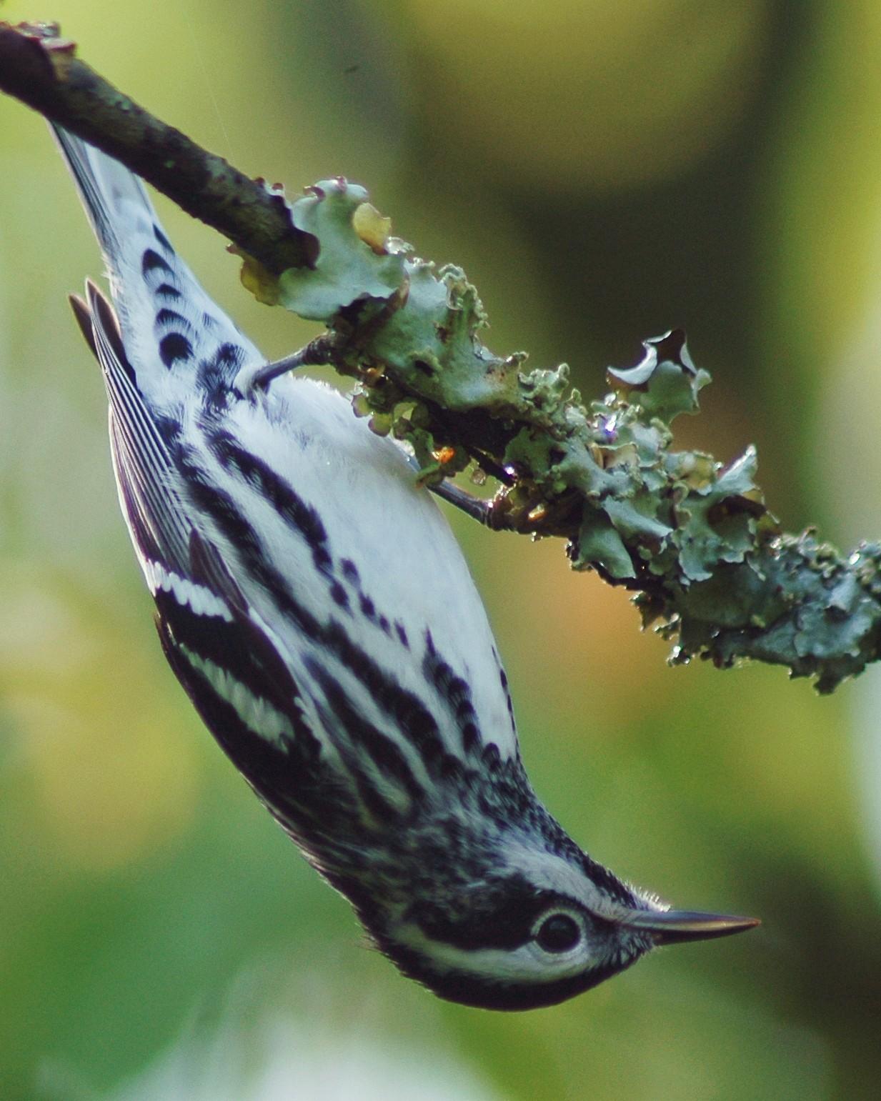 Black-and-white Warbler Photo by David Hollie