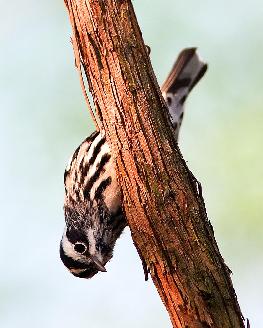 Black-and-white Warbler Photo by Josh Haas