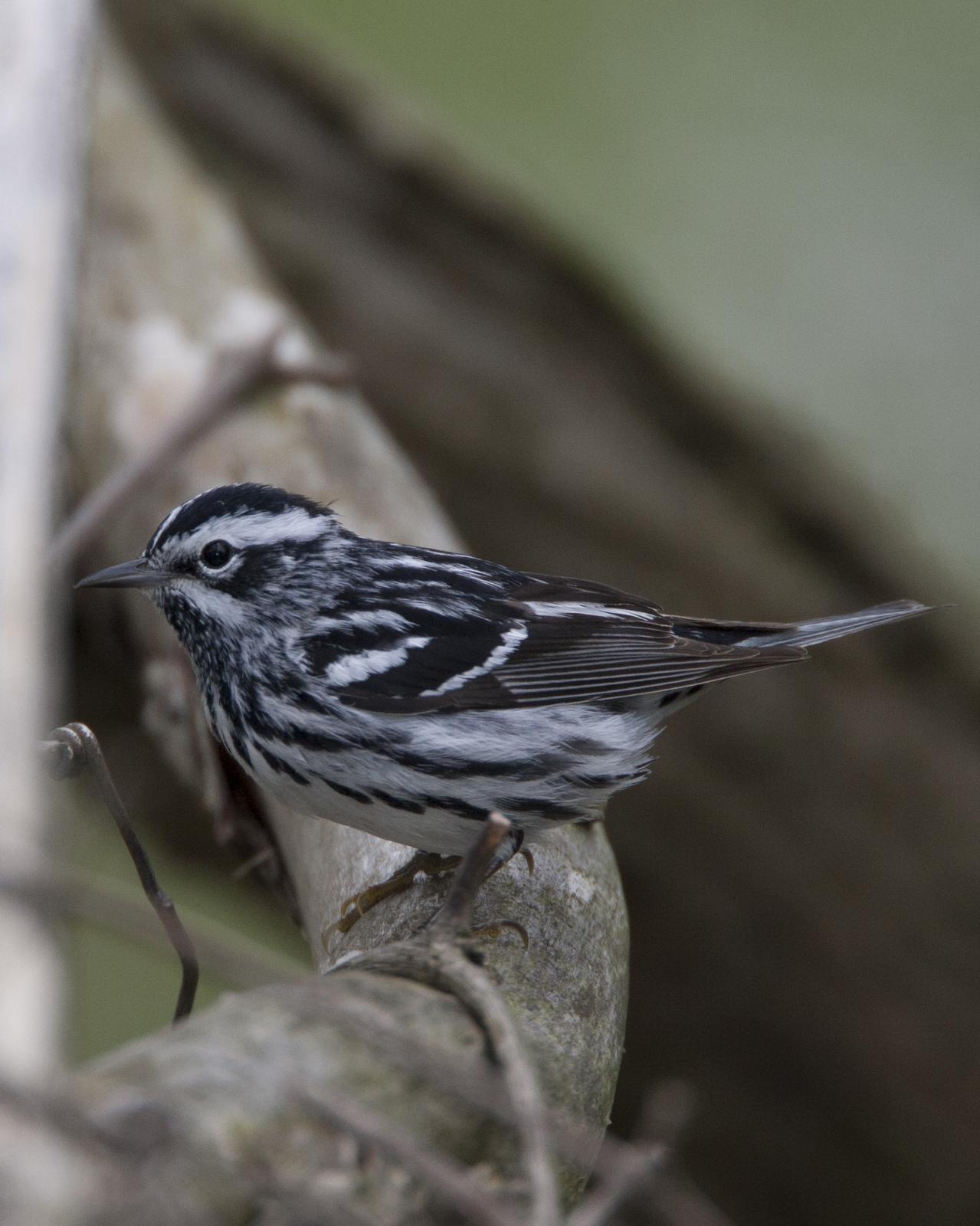 Black-and-white Warbler Photo by Jeff Moore