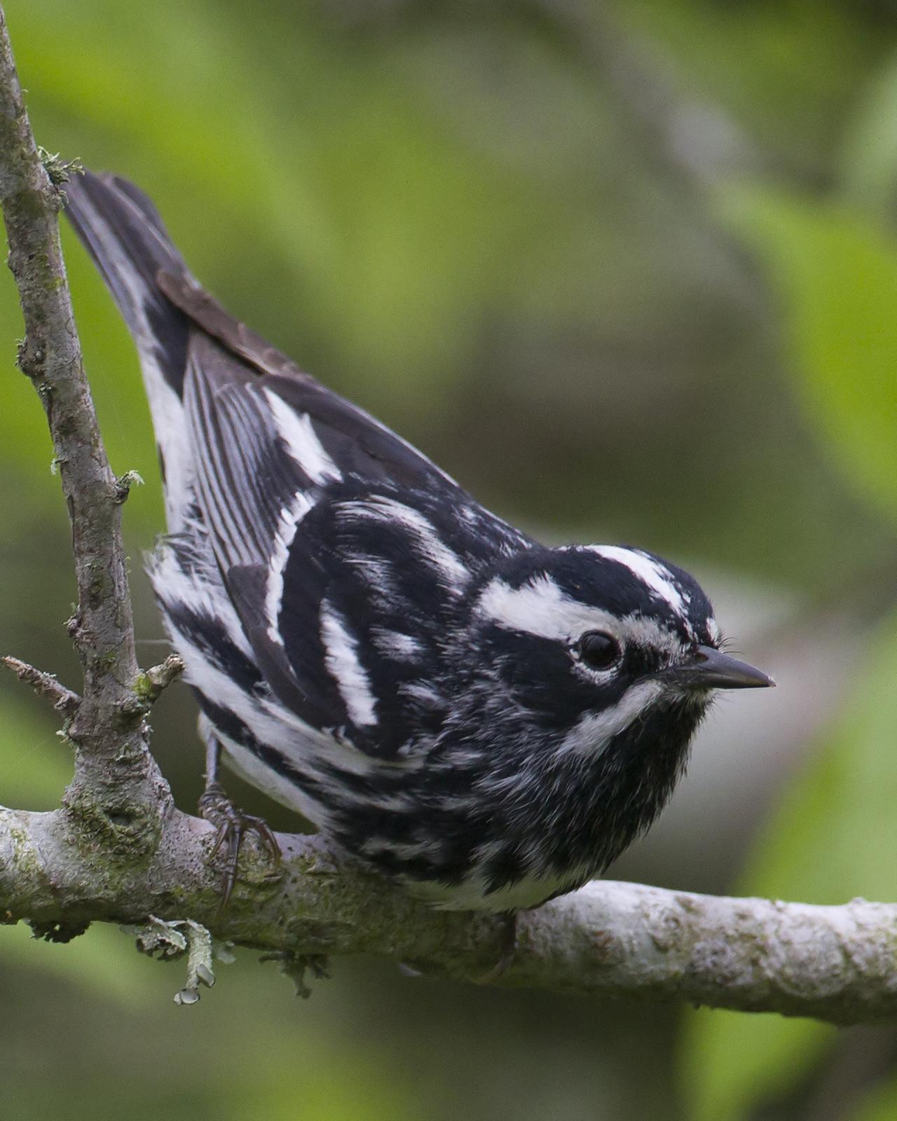 Black-and-white Warbler Photo by Bill Adams