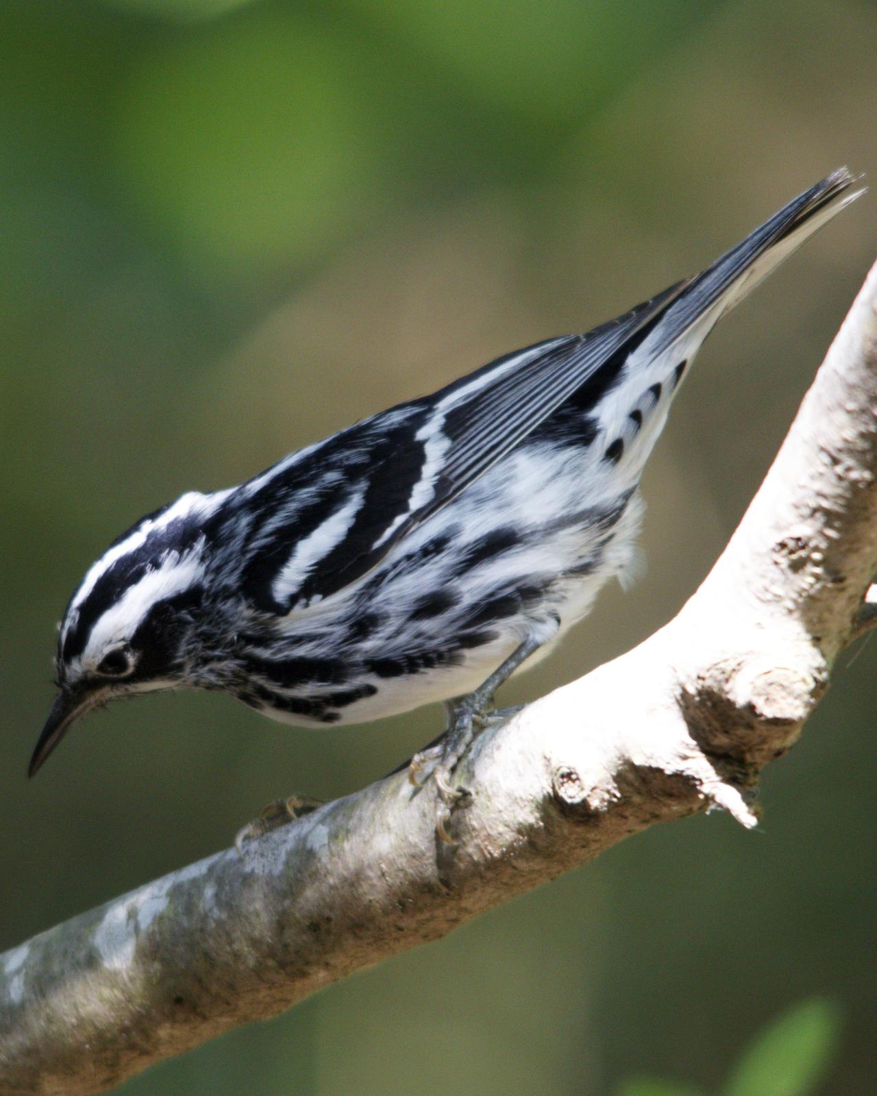 Black-and-white Warbler Photo by Eleanor Kwik