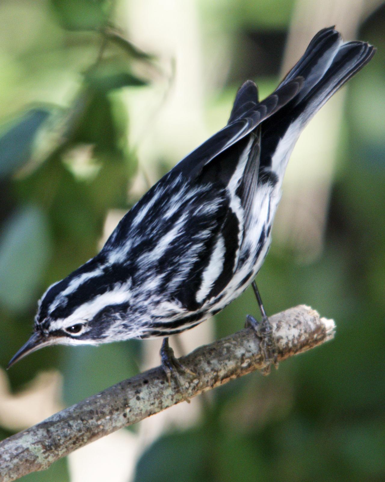 Black-and-white Warbler Photo by Eleanor Kwik