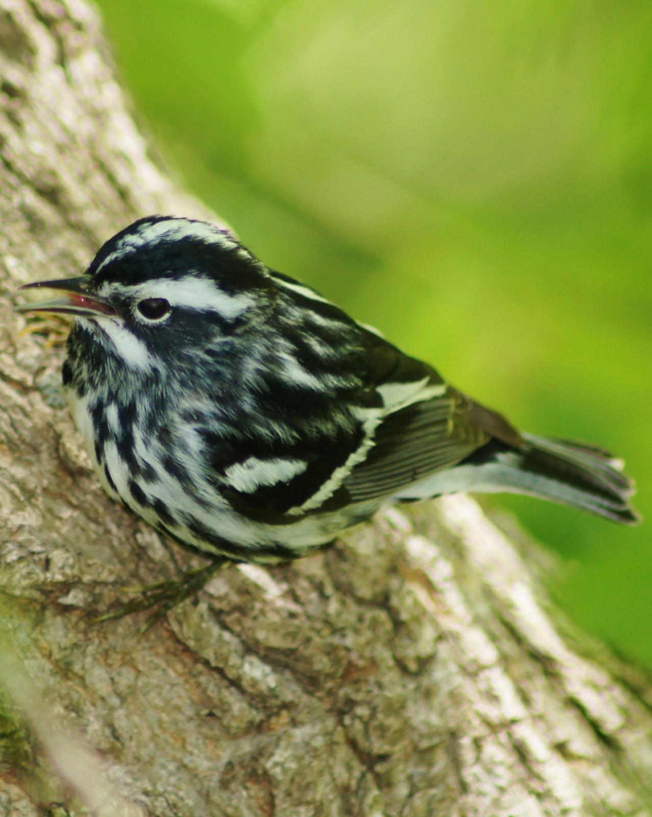 Black-and-white Warbler Photo by Nathan DeBruine