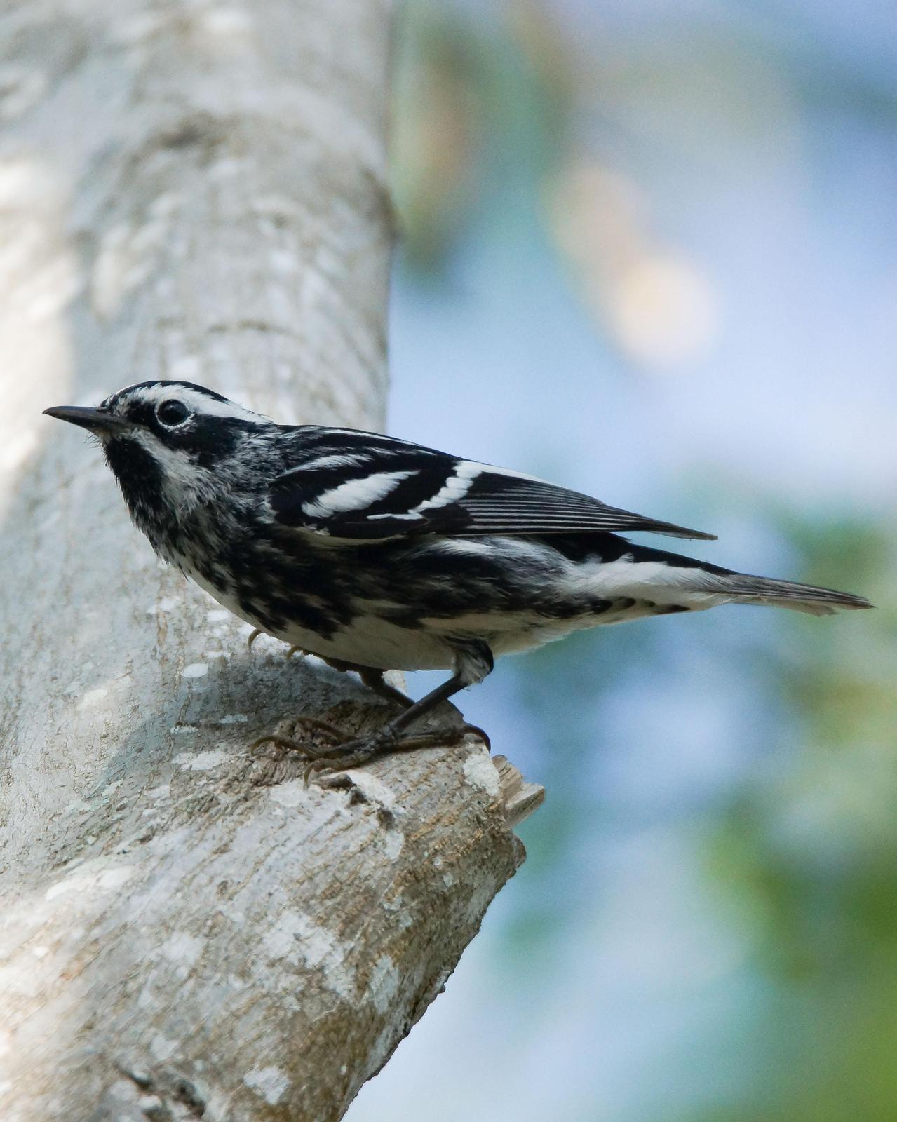 Black-and-white Warbler Photo by Steve Percival