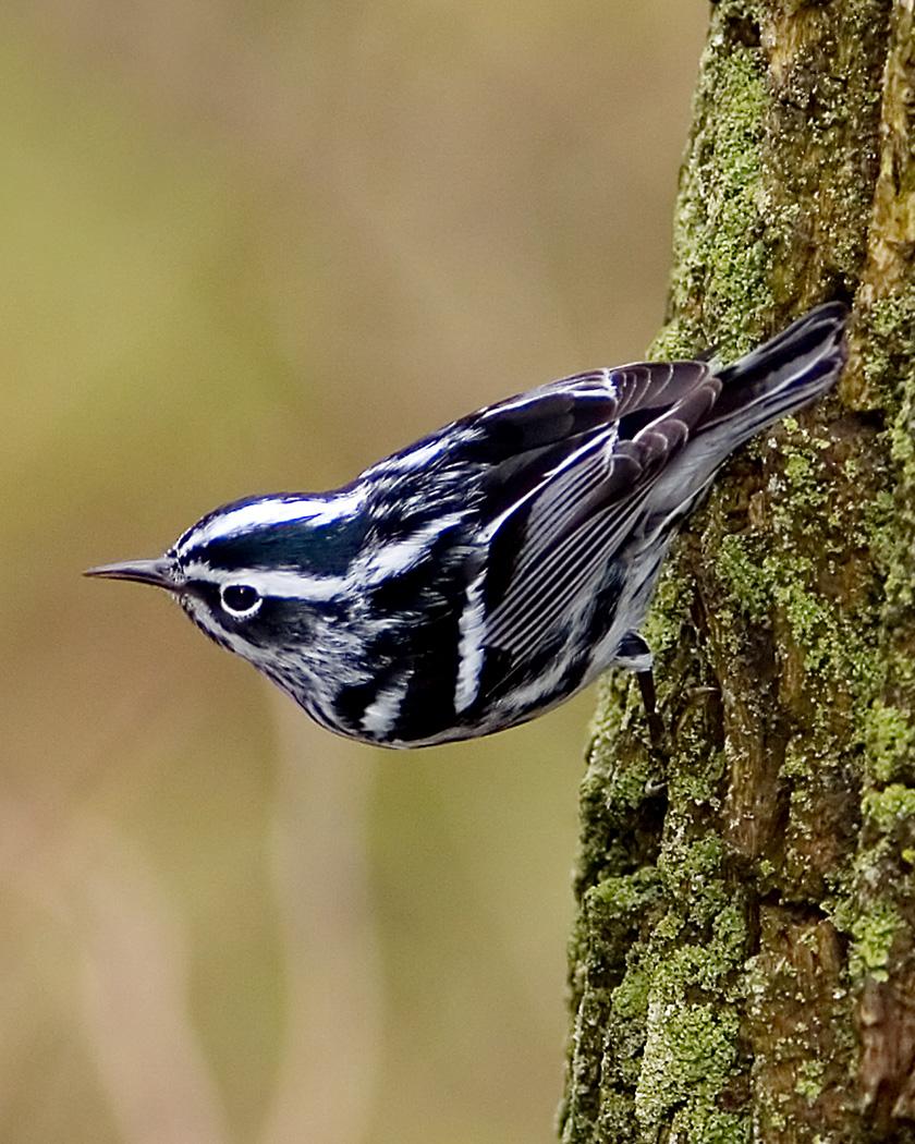 Black-and-white Warbler Photo by Josh Haas