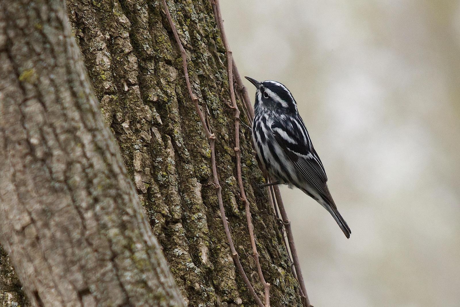 Black-and-white Warbler Photo by Gerald Hoekstra