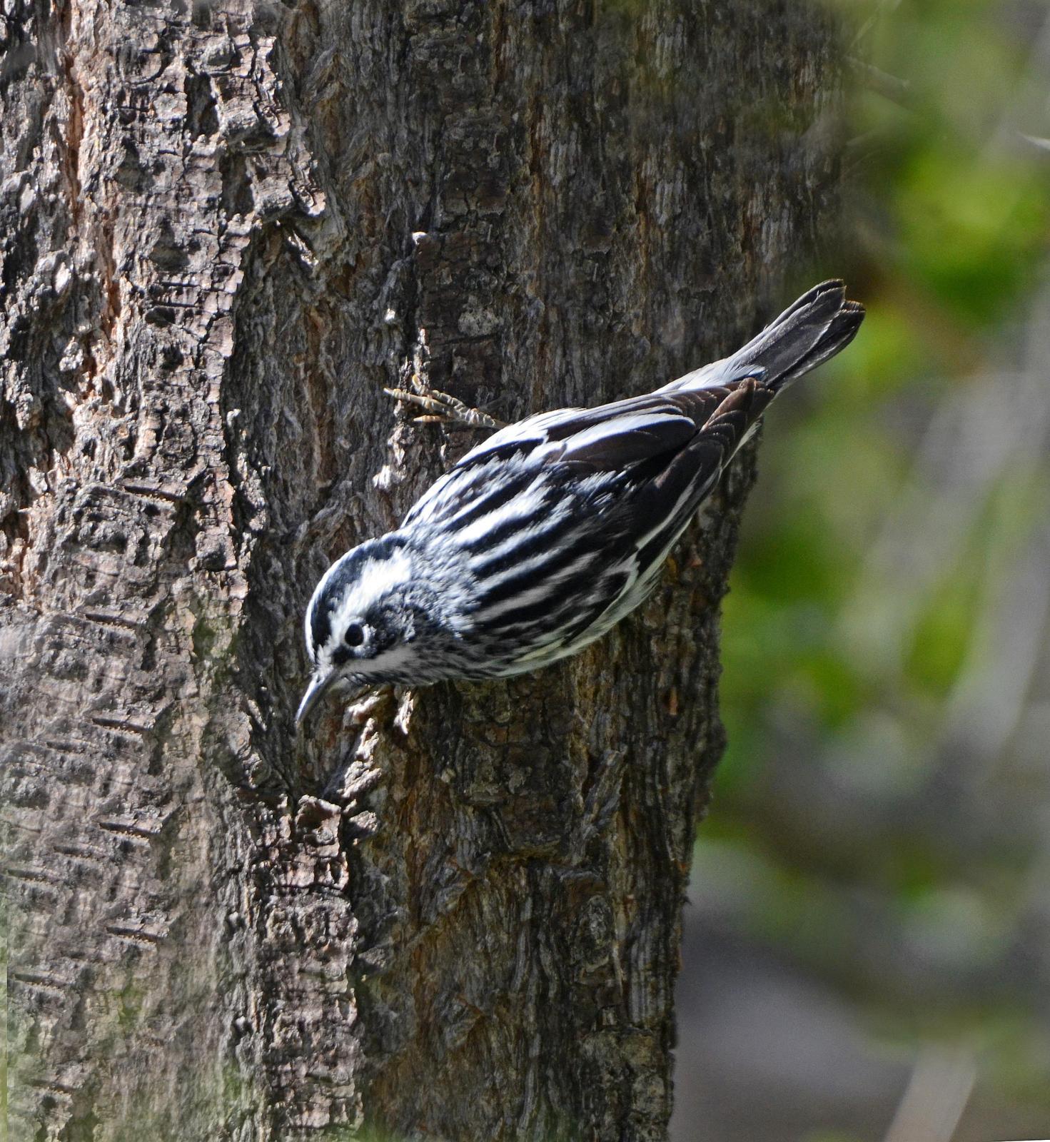Black-and-white Warbler Photo by Steven Mlodinow