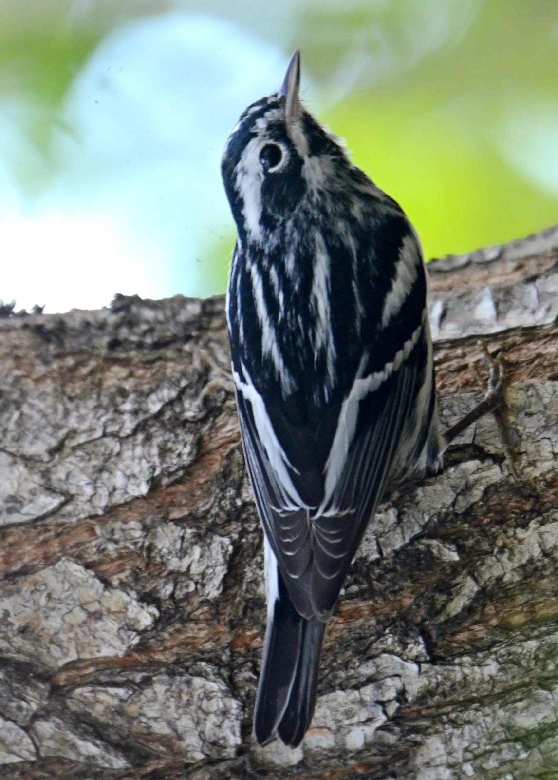 Black-and-white Warbler Photo by Steven Mlodinow