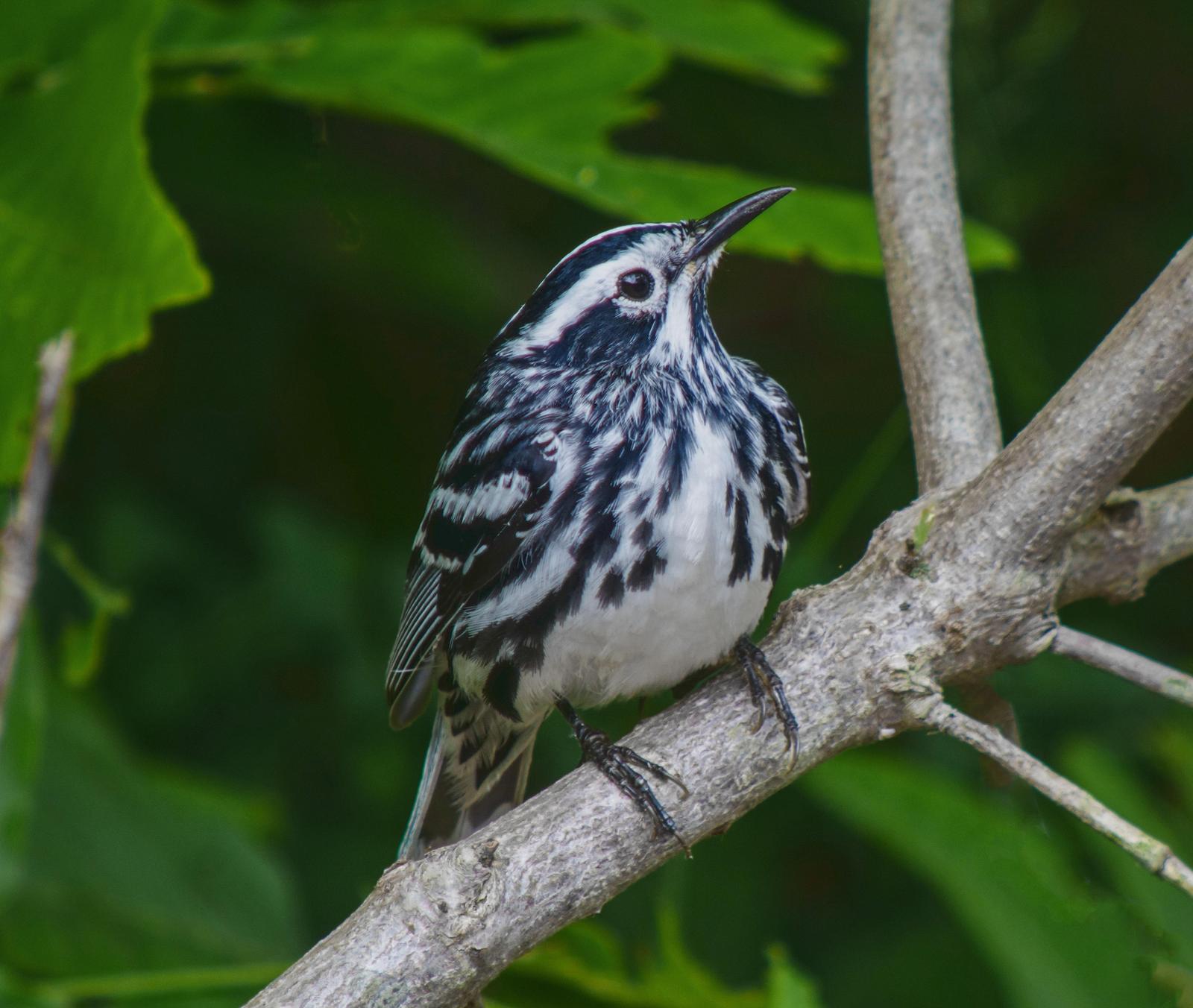 Black-and-white Warbler Photo by Joseph Pescatore