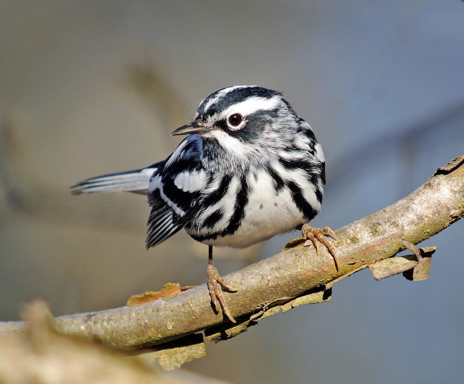 Black-and-white Warbler Photo by Joseph Pescatore