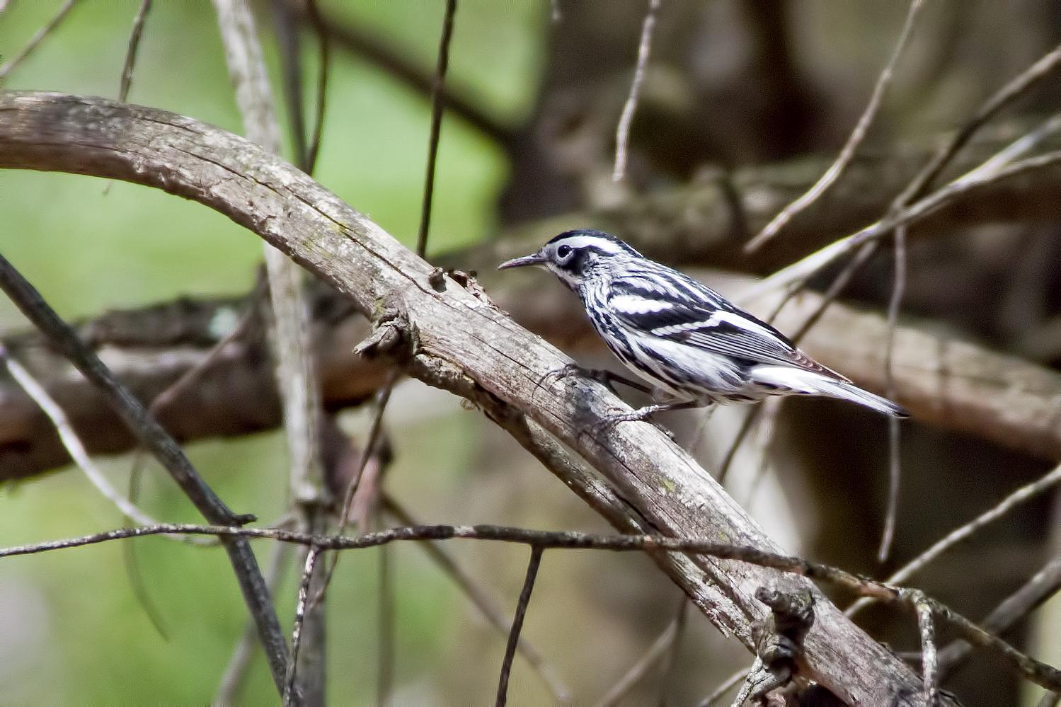 Black-and-white Warbler Photo by Rob Dickerson