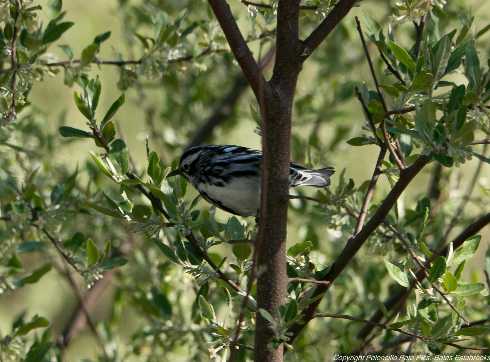 Black-and-white Warbler Photo by Bates Estabrooks