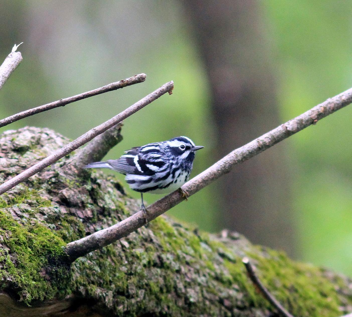 Black-and-white Warbler Photo by Demayne Murphy