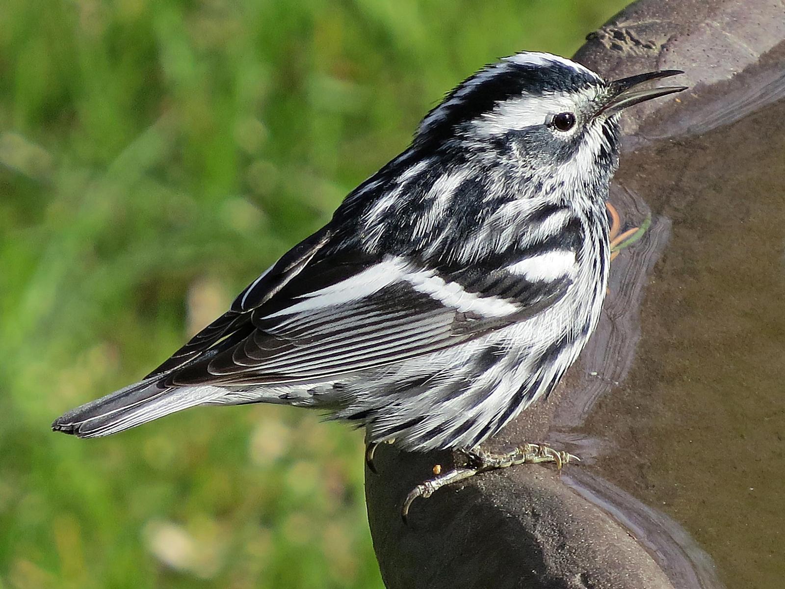 Black-and-white Warbler Photo by Bob Neugebauer