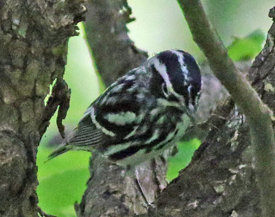 Black-and-white Warbler Photo by Tom Gannon