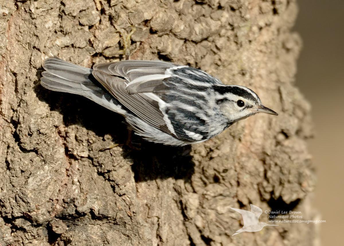 Black-and-white Warbler Photo by Dan Brown